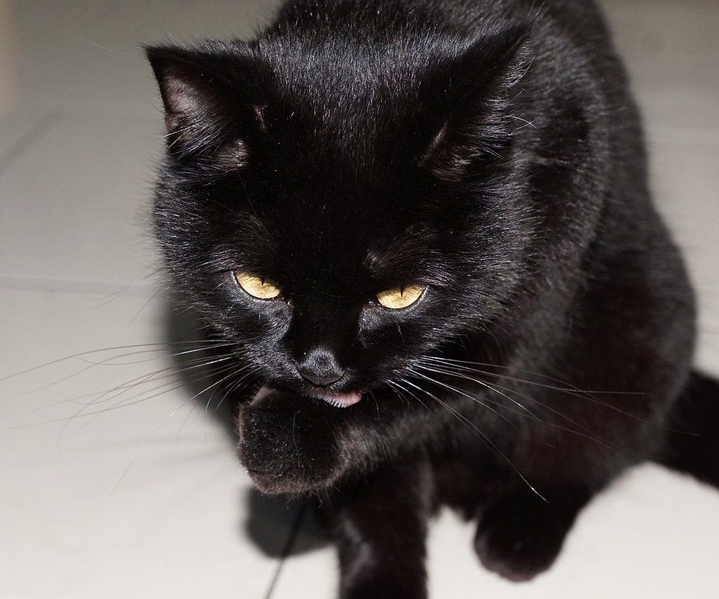découvrez l'univers fascinant des superstitions : leurs origines, croyances, et impact sur notre quotidien. explorez les rituels étranges et les symboles qui influencent nos vies à travers les âges.