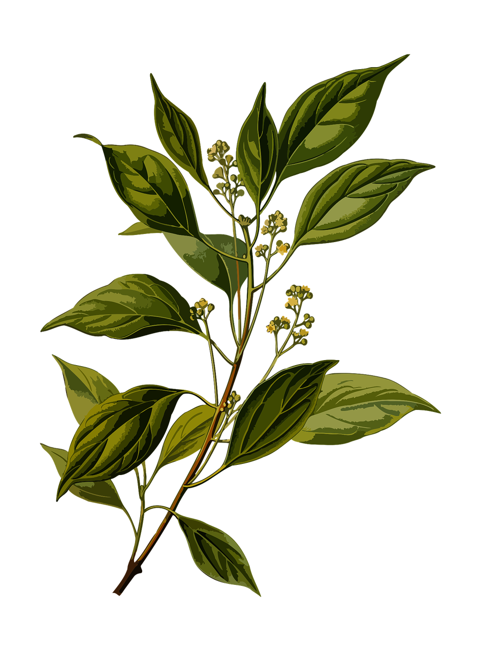 découvrez les bienfaits des plantes médicinales pour votre santé et votre bien-être. explorez notre guide complet sur les vertus curatives de ces trésors naturels, de l'utilisation traditionnelle à la science moderne.