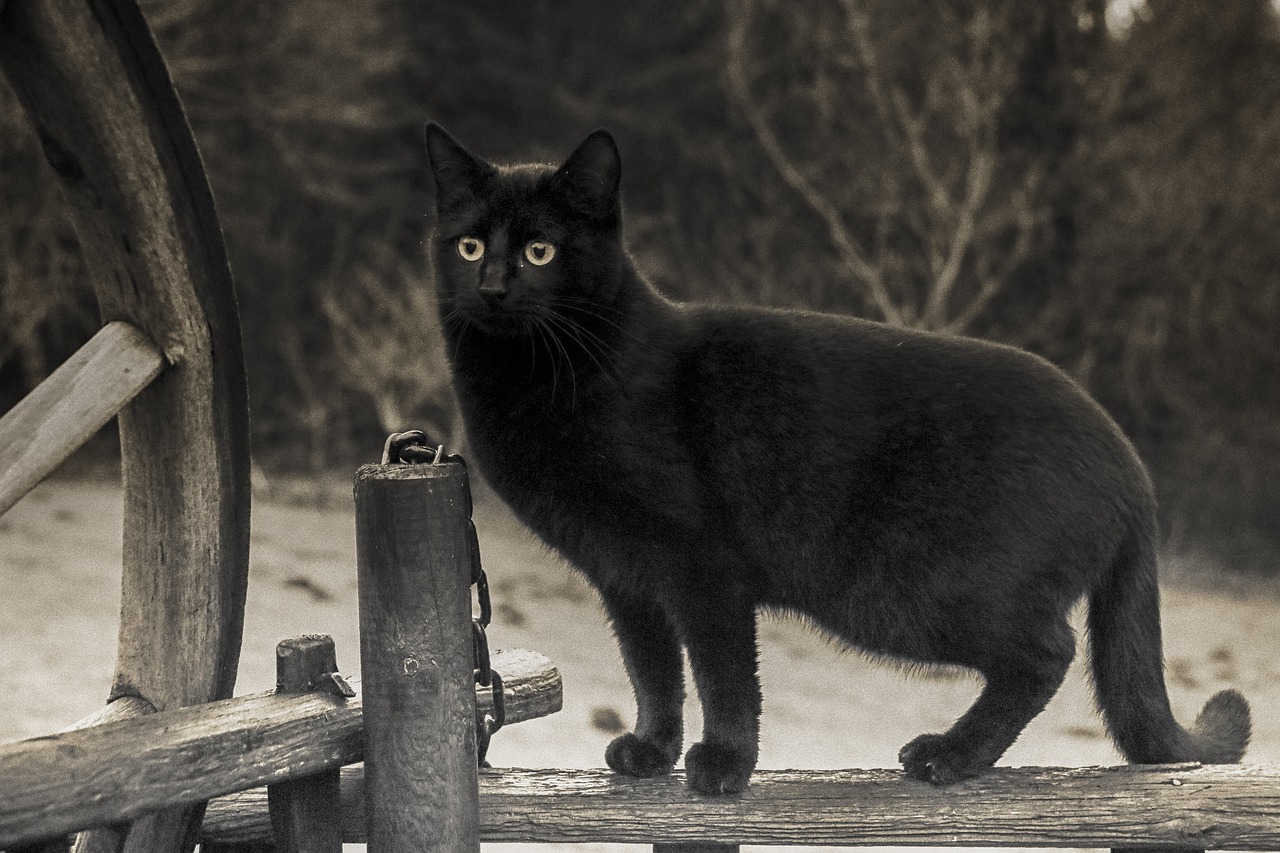découvrez l'univers fascinant des superstitions : des croyances étranges aux rituels populaires, explorez comment ces traditions influencent nos vies et nos comportements au quotidien.