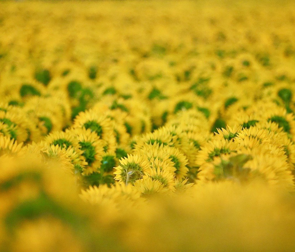 découvrez la richesse fascinante de la biodiversité marine, un écosystème complexe qui abrite des milliers d'espèces, des rythmes de vie uniques et des interactions essentielles à la santé de notre planète. explorez l'importance de préserver cette biodiversité pour un avenir durable.