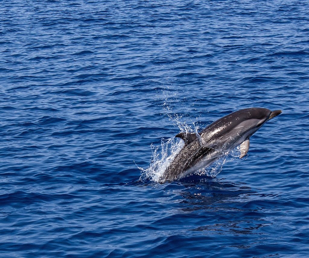 découvrez l'excitation de l'observation des dauphins dans leur habitat naturel. offrez-vous une expérience inoubliable en naviguant à travers les eaux cristallines tout en observant ces créatures marines fascinantes dans leur milieu de vie. rejoignez-nous pour une aventure qui célèbre la beauté des océans et la magie des dauphins.