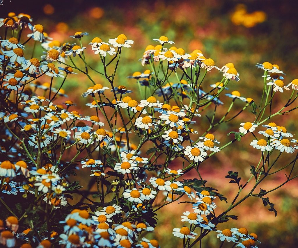 découvrez les bienfaits des plantes médicinales, leurs propriétés curatives et comment les utiliser pour améliorer votre santé et votre bien-être au quotidien.